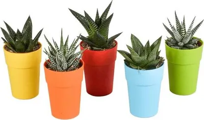Produktbild von Sukkulenten Mix Gasteria & Haworthia 5 Pflanzen Ø5,5cm im Kunststofftopf