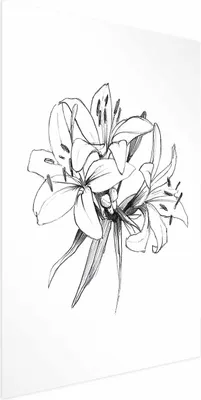 Produktbild von Posterpapier Poster - Drawn Flowers 40x60 cm Blumen b-A-0404-ao-a