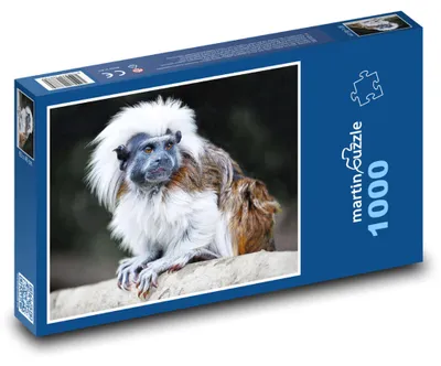 Obrázek produktu pro Puzzle 1000 Tamarín - opice z džungle - martinpuzzle