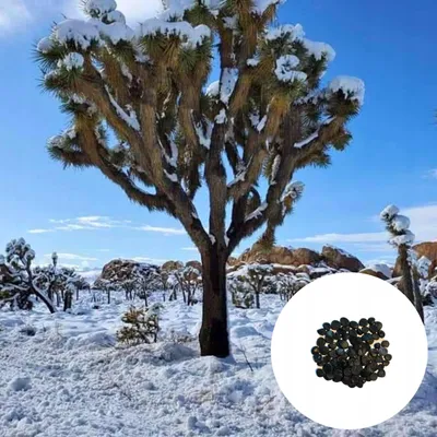 Zdjęcie produktu dla Nasiona roślin egzotycznych - zestaw 5 sztuk - Mrozoodporna - Yucca Brevifolia - Juka krótkolistna (Drzewo Jozuego)