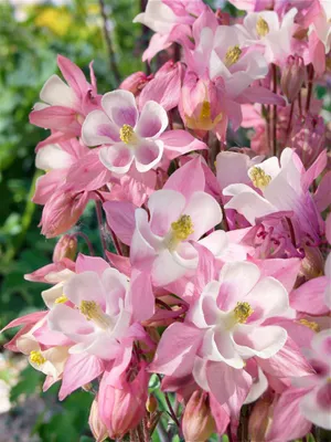 Produktbild von Aquilegia caerulea 'Biedermeier', Akelei, bunt, ca. 9x9 cm Topf