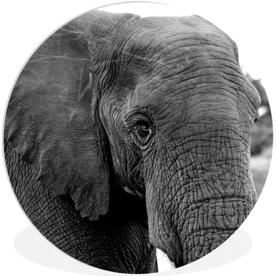 Produktbild von MuchoWow® Rundes Wandbild - Runde Bilder Elefant - Tiere - Schwarz - Weiß - Natur Ø 60 cm Kreis Wanddekoration Kunststoff - Wandkreis - Wandschmuck - Wand Kreis - Das Schlafzimmer - Die Bilder - Wandmalerei - Kunst für das Haus - das Plastik