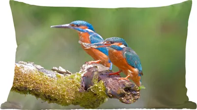Produktbild von MuchoWow® Zierkissen Sofakissen Wohnzimmer Dekokissen 50x30 cm Eisvogel - Fisch - Zweig - Wohnzimmerdekoration - Polster mit Photo