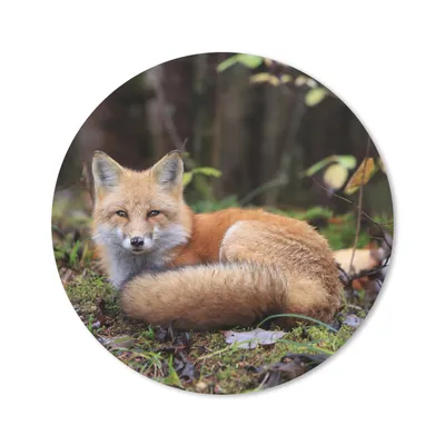 Produktbild von MuchoWow® Mauspad Mousepad Fuchs - Wald - Tier 20x20 cm - Mousepads - Maus Mat - Pad - Mausunterlage - Schreibtischmatte