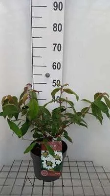 Produktbild von Viburnum plic. 'Kilimandjaro Sunrise'® - Schneeball 50- 60 cm - Container