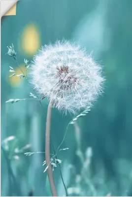 Produktbild von ARTland Wandbild, selbstklebend Pusteblume Größe: 20x30 cm