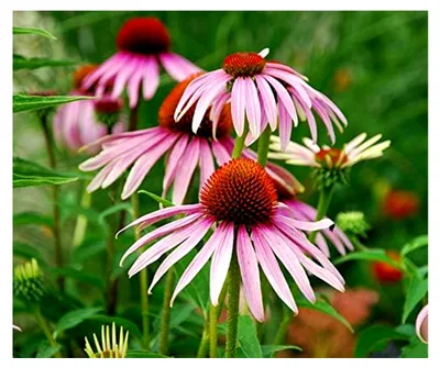 Produktbild von Purpur-Sonnenhut Rudbeckie Portion