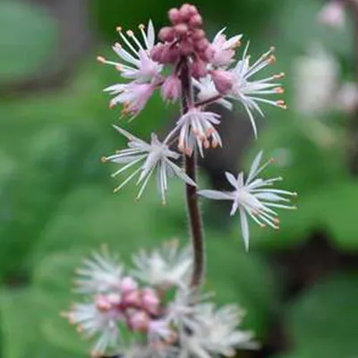 Produktbild von 6 x Herzblättrige Schaumblütte  - Tiarella cordifolia 'Oakleaf'  | Topf 9cm x 9cm