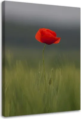 Produktbild von Leinwandbild mohn in einem feld 60x90 cm Feeby rot wandbild bereit zum aufhängen