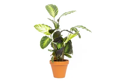 Obrázek produktu pro Gardners Calathea Misto, průměr 12 cm