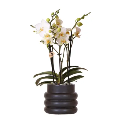 Image de Kolibri Orchids | Orchidée Phalaenopsis blanche - Lausanne + pot de fleurs noir- taille du pot Ø9cm | plante d'intérieur à fleurs - fraîchement obtenue chez l'horticulteur