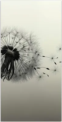 Produktbild von Glasbild 50x100cm in XXL für Wohnzimmer, Schlafzimmer Motiv Pusteblume Schwarz