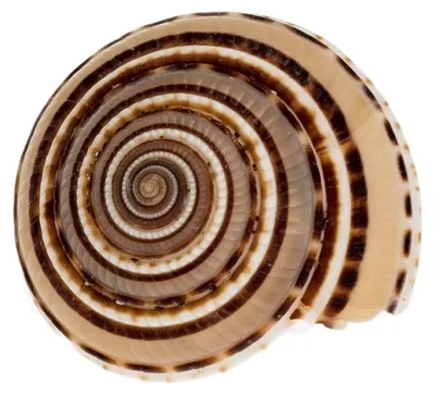 Flaches Schneckenhaus der Sonnenuhrschnecke von oben