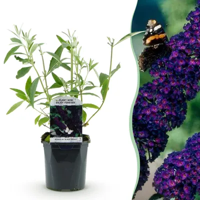 Produktbild von GreenboutiQ - Schmetterlingsflieder Winterhart - Buddleja davidii Purple Emperor - Blüte Lila - 1 Pflanze - Laubabwerfend - Schmetterlingsanziehend - Topf 17cm Höhe 25cm