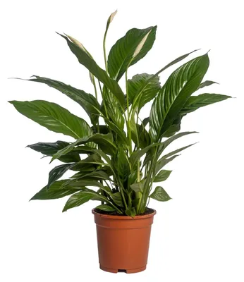 Image de Spathiphyllum Vivaldi - 60-70cm - Ø17cm - Plante d'intérieur - Plante d'intérieur fleurie