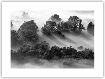 Produktbild von Poster - Poster ohne Rahmen - Schwarzweiß Bäume Nebel - 40x30 cm - Wand Bild - Wanddeko - Wandbilder - Kunstposter - Wandposter - Bilder - Kunstdruck - Wanddekoration - Wandbild - P2XAA40x30-4510