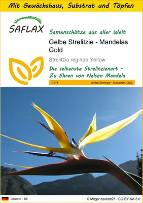 Produktbild von SAFLAX Anzucht Set - Gelbe Strelitzie - Mandelas Gold - Strelitzia reginae Yellow - 4 Samen - Mit Mini-Gewächshaus, Anzuchtsubstrat und 2 Töpfen