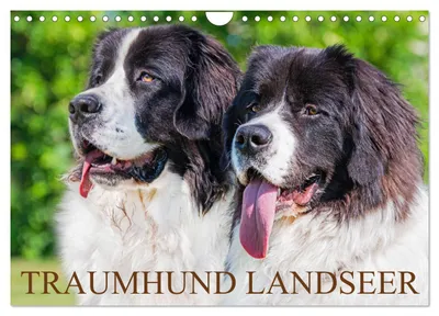 Produktbild von Traumhund Landseer (Wandkalender 2027 DIN A4 quer), CALVENDO Monatskalender