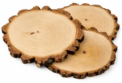 Produktbild von Holzscheibe 20–22 cm, Birke, geschliffen, mit dicker Rinde, 3er-Set