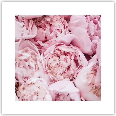Produktbild von Poster - Poster ohne Rahmen - Blumenstrauß Blumen Rosa - 30x30 cm - Wand Bild - Wanddeko - Wandbilder - Kunstposter - Wandposter - Bilder - Kunstdruck - Wanddekoration - Wandbild - P2XAC30x30-5001