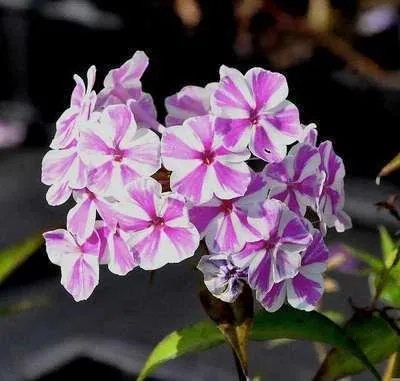 Image de 6 x Phlox (m) 'Natasha' - Fleur de flamme - pot 9 x 9 cm