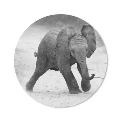 Produktbild von MuchoWow® Mauspad Mousepad Elefant - Baby - Tiere - Kröte - Schwarz und weiß 20x20 cm - Mousepads - Maus Mat - Pad - Mausunterlage - Schreibtischmatte