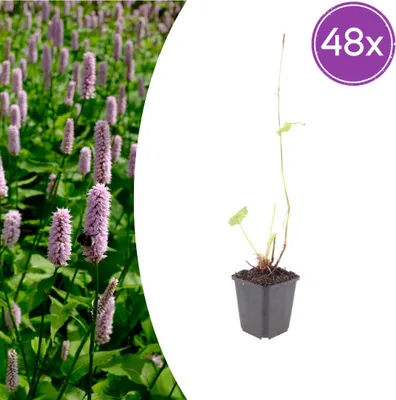 Image de Persicaria aff. 'Superba' | 48 pièces - 10-25cm - Ø9cm - Plante de jardin