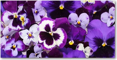 Produktbild von Tulup® Glas-Bild - 100x50 -Wandkunst - Wandbild hinter gehärtetem Sicherheitsglas  - Blumen & Pflanzen - Stiefmütterchen - Lila