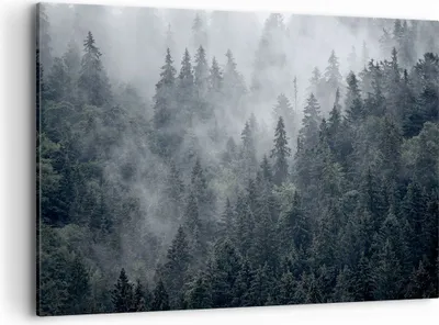 Produktbild von Bild auf Leinwand - Leinwandbild - Wald Baum Natur - 100x70cm - Wand Bild - Wanddeko - Wandbilder - Leinwanddruck - Bilder - Kunstdruck - Wanddekoration - Leinwand bilder - Wandkunst - AA100x70-4074