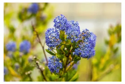 Produktbild von Ceanothus impressus 'Victoria' 30-40 cm – Winterhart, Immergrün, Pflegeleicht – Kalifornischer Flieder – Zierstrauch für Garten und Hecke