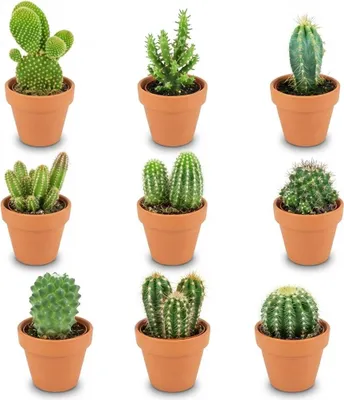 Image de Assortiment de mini-cactus - 9 pièces - Ø 8,1 cm - Hauteur : 5-10 cm - Pots en terre cuite