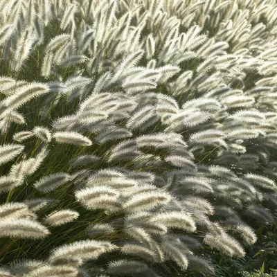 Produktbild von Lampenputzergras Pennisetum alopecuroides 'Hameln' 60 Pflanzen Ziergras Deko