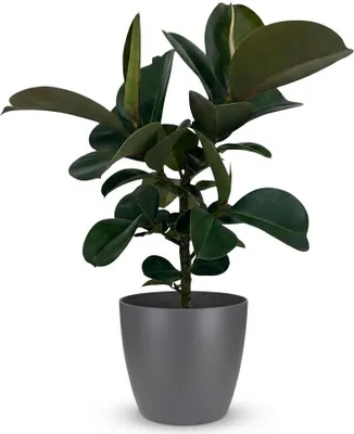 Produktbild von Ficus Elastica Cloe Gummibaum 65cm – Zimmerpflanze im Topf Grau Ø19cm – große grüne Blätter – pflegeleicht, luftreinigend für Wohnung & Büro – ideal bei Halbschatten