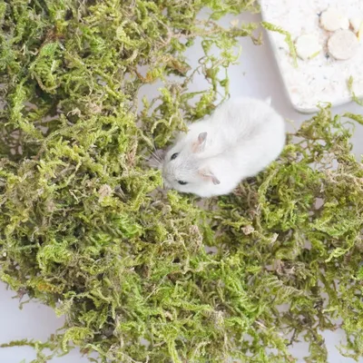 Produktbild von Hamster- und Kleintierstreu - 200 g - Nistmaterial und Einstreu - für Käfig und Terrarium
