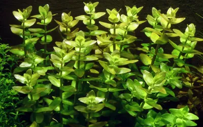 Produktbild von Aquarium Pflanze Bacopa caroliniana AquaOne Nr.343 Wasserpflanzen Aquascaping