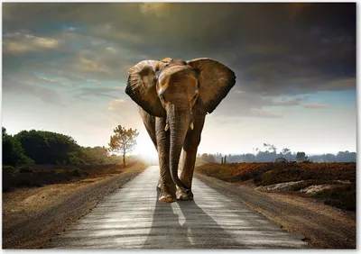 Produktbild von Tulup® Glas-Bild - 100 x 70 - Wandbild aus Glas - Wandkunst - Wandbild hinter gehärtetem Sicherheitsglas - Tiere - Elefant - Braun