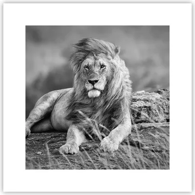 Produktbild von Poster - Poster ohne Rahmen - Löwe Tier Natur - 30x30 cm - Wand Bild - Wanddeko - Wandbilder - Kunstposter - Wandposter - Bilder - Kunstdruck - Wanddekoration - Wandbild - P2XAC30x30-3931