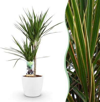 Image de Green boutiQ - Plante d'intérieur - Dracaena Marginata - Vert - Peu d'entretien - 1 plante - avec pot blanc - Pot 21 cm - Hauteur 90 - 100 cm