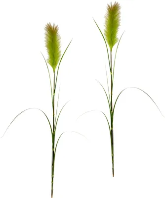 Produktbild von Pampasgras takken, vedergras, oevergras, oeverriet, zijden bloemen, grasstruik, siergras, gras, kunstplanten, kunstgras, kunstplanten, solitair gras, siergras, set van 2, 125 cm