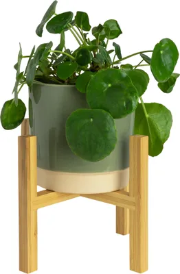 A potted plant on a bamboo stand against a white background.
