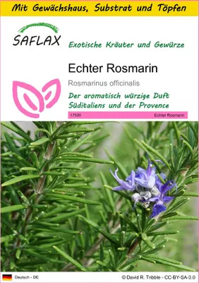 Produktbild von SAFLAX Anzucht Set - Echter Rosmarin - Rosmarinus officinalis - 100 Samen - Mit Mini-Gewächshaus, Anzuchtsubstrat und 2 Töpfen