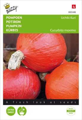 Produktbild von Kürbis Uchiki Kuri | Hokkaidokürbissamen von Buzzy Seeds