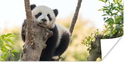 Produktbild von MuchoWow® Poster Panda - Baum - Licht 80x40 cm - Wanddeko