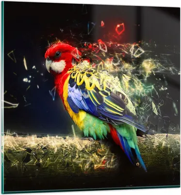 Produktbild von Bilder auf glas - Papagei Vogel Feder - 70x70cm - Glasbilder - Wandbilder - Kunstdruck - zum Aufhängen bereit - Wanddekoration aus Glas - Glas Bilder - Wandbild auf Glas - Einteilig - GAC70x70-3682