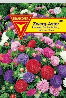 Produktbild von Zwerg-Astern Prachtmischung