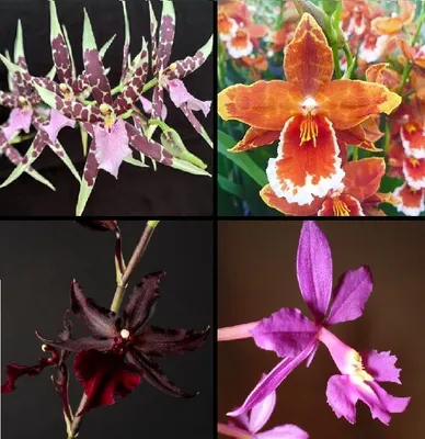 Image de Box Orchidée Fleurit
