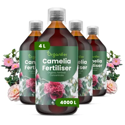 Obrázek produktu pro Kamélia Tekuté Hnojivo 4x1 L – 3-4-3 NPK – Pro Kvetoucí Rostliny – Pro Bujné Květy & Zdravé Listy – Podporuje Kořeny & Vitalitu – Organifer