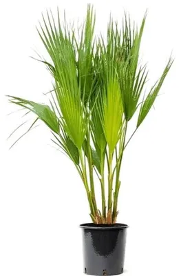 Productafbeelding van JUNAVERA Washingtonia filifera (Californische waaierpalm) | 60 tot 80 cm hoog | In 18 cm pot | Mediterrane palm voor tuin, balkon en terras
