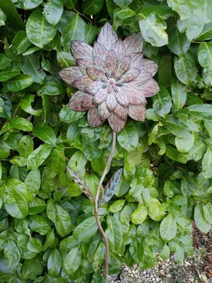 Produktbild von Blume Blossom, Vintage