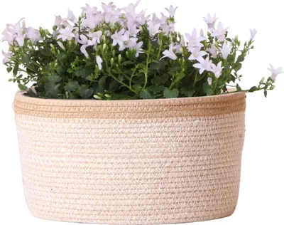 Produktbild von Campanula Addenda Ambella weiß 3er Set – Glockenblume weiß im Baumwollkorb mit Bewässerungsreservoir – Topfgröße 12cm – winterhart, lang blühend für Balkon, Garten & Wohnraum